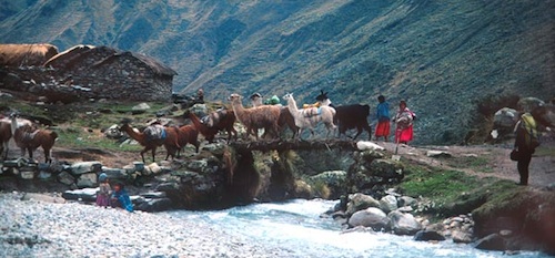 Local villagers with alpacas entering Aymara village.